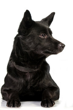 Portrait Of Black Dog Isolated On White