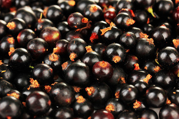 Black currant, close up