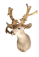 no-typical deer Black-tailed deer head mount isolated on white background