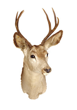a 3x3 Black-tailed deer head mount isolated on white background