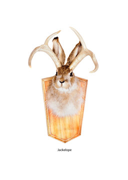 Jackelope head mount (a joke by a taxidermist using both a jackrabbit and antlers from a deer) isolated on white background