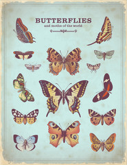 vintage placard with colorful butterfly illustrations