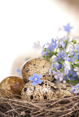 Quail eggs in a nest, forget-me-nots closeup