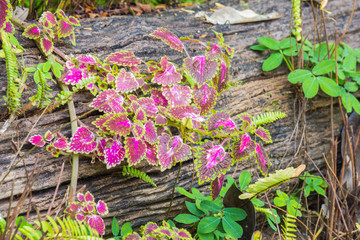 coleus plants in a garden