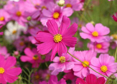 beautiful cosmos flower