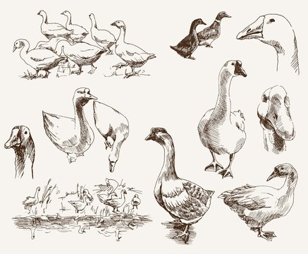 breeding geese