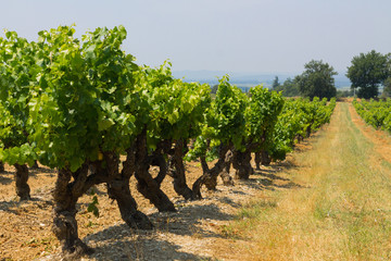 Fototapeta na wymiar Vignes du Sud de la France