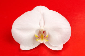 Beautiful White Orchid Flower on Red Background