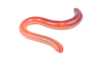 animal earth worm isolated on white background