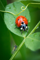 Ladybug on a leaflet. Insects. Background wild nature. Macro