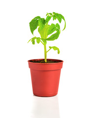 seedling of  plant of young tomato in flowerpot is isolated on w