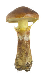 Larch Bolete, Suillus grevillei isolated on white background