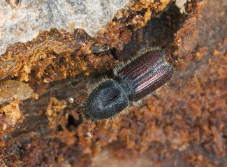 Bark beetle on wood, extreme close-up