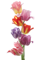tulip