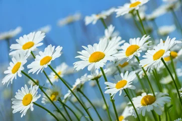Tableaux ronds sur plexiglas Marguerites Beautiful daisies on a background of blue sky