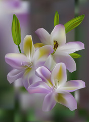 white and pink lily flowers on light background