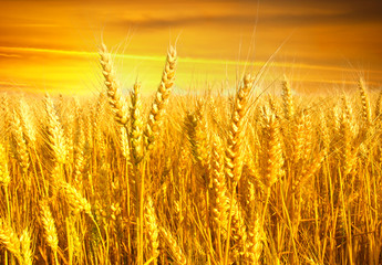 Obrazy na Plexi  pole pszenicy o zachodzie słońca