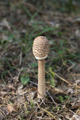 Schirmpilz geschlossen