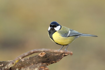 great tit over blurred background
