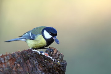 hungry great tit eating seed