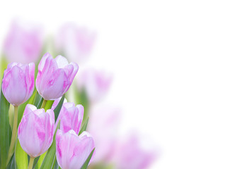 Obraz na płótnie Canvas Tulip Background