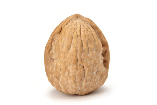 isolated walnut on white background