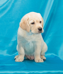 chocolate labrador retriever puppy