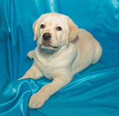 chocolate labrador retriever puppy