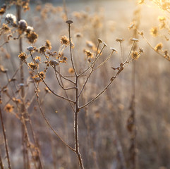 frozen plants in meadow with backlight in wintertime