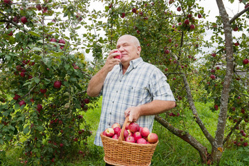 man with   basket  full of apples