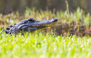 Fototapeta premium Alligator