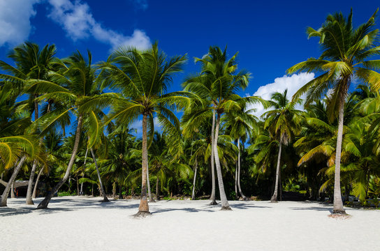 Exotic palm forest on a Caribbean beach