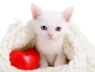 kitten with heart