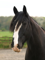 Shire Horse Head Shot