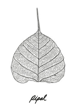 Pipal Leaf Vector