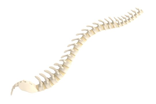 realistic 3d render of spine