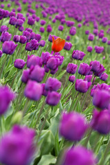 Obraz premium tulips