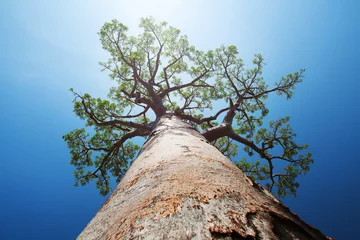 Fotobehang Baobab Madagascar
