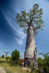 Papier Peint photo autocollant Baobab Madagascar