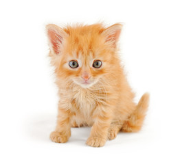 Obraz premium dishevelled red kitten