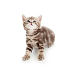 Fototapeta premium cat kitten looking up