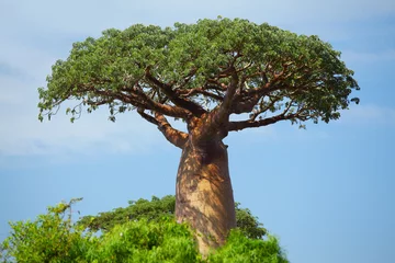 Fotobehang Baobab © Dudarev Mikhail
