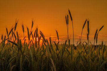 ears of wheat