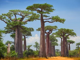 Fotobehang Baobab Baobab