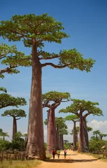 Deurstickers Baobab © Dudarev Mikhail