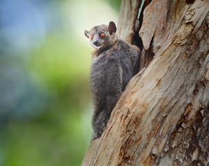 Lemur