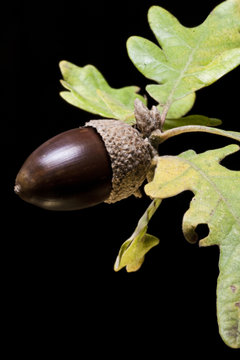 Acorn