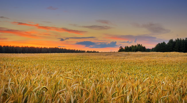 golden field of wheat on sunset © sinelyov