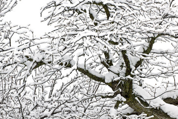 snow on tree - winter background
