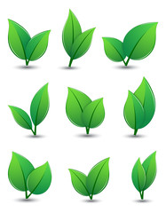 Set of green leaves